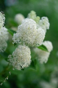 New Jersey Tea Plant (Ceanothus Americanus) - 3 Gallon Pot -SHRUBS and BUSHES Shop ceanothus americanus new jersey tea plant 13