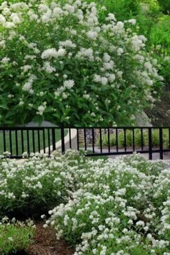 New Jersey Tea Plant (Ceanothus Americanus) - 3 Gallon Pot -SHRUBS and BUSHES Shop ceanothus americanus new jersey tea plant 14