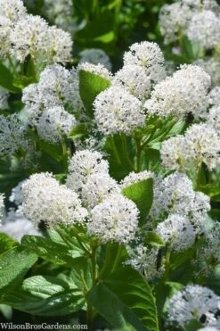 New Jersey Tea Plant (Ceanothus Americanus) - 3 Gallon Pot -SHRUBS and BUSHES Shop ceanothus americanus new jersey tea plant 18