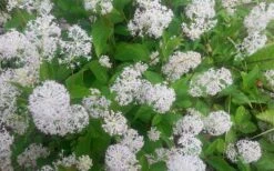 New Jersey Tea Plant (Ceanothus Americanus) - 3 Gallon Pot -SHRUBS and BUSHES Shop ceanothus americanus new jersey tea plant 7
