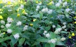 New Jersey Tea Plant (Ceanothus Americanus) - 3 Gallon Pot -SHRUBS and BUSHES Shop ceanothus americanus new jersey tea plant 9