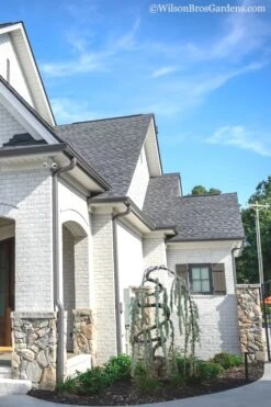 Serpentine Weeping Blue Atlas Cedar - 5 Gallon Pot 11 Serpentine Weeping Blue Atlas Cedar - 5 Gallon Pot -SHRUBS and BUSHES Shop cedar blue atlas serpentine 11