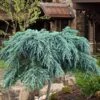 Feelin Blue Deodar Cedar (Single Trunk Tree Form) - 3 Gallon Pot -SHRUBS and BUSHES Shop cedrus deodar feelin blue deodar cedar tree 100