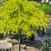 Gold Cascade Deodar Cedar (Single Trunk Topiary Tree)- 7 Gallon Pot 1 Gold Cascade Deodar Cedar (Single Trunk Topiary Tree)- 7 Gallon Pot -SHRUBS and BUSHES Shop cedrus deodara gold cascade single trunk tree form topiary 2