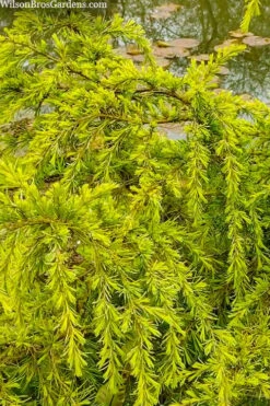 Gold Cascade Deodar Cedar (Single Trunk Topiary Tree)- 7 Gallon Pot 9 Gold Cascade Deodar Cedar (Single Trunk Topiary Tree)- 7 Gallon Pot -SHRUBS and BUSHES Shop cedrus deodara gold cascade single trunk tree form topiary 3