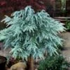 Divinely Blue Deodar Cedar Tree (Single Trunk Topiary) - 3 Gallon Pot 2 Divinely Blue Deodar Cedar Tree (Single Trunk Topiary) - 3 Gallon Pot -SHRUBS and BUSHES Shop cedrus deodora divinely blue topiary tree 100