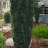 Fastigiata Upright Japanese Plum Yew - 3 Gallon Pot 2 Fastigiata Upright Japanese Plum Yew - 3 Gallon Pot -SHRUBS and BUSHES Shop cephalotaxus harringtonia fastigiata upright japanese plum yew 100