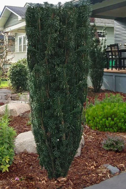 Fastigiata Upright Japanese Plum Yew - 3 Gallon Pot 3 Fastigiata Upright Japanese Plum Yew - 3 Gallon Pot