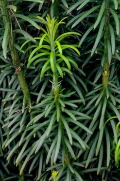 Fastigiata Upright Japanese Plum Yew - 3 Gallon Pot 11 Fastigiata Upright Japanese Plum Yew - 3 Gallon Pot -SHRUBS and BUSHES Shop cephalotaxus harringtonia fastigiata upright japanese plum yew 101