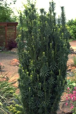 Fastigiata Upright Japanese Plum Yew - 3 Gallon Pot 12 Fastigiata Upright Japanese Plum Yew - 3 Gallon Pot -SHRUBS and BUSHES Shop cephalotaxus harringtonia fastigiata upright japanese plum yew 102