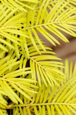 Golden Dragon Plum Yew (Cephalotaxus Harringtonia) - 3 Gallon Pot -SHRUBS and BUSHES Shop cephalotaxus harringtonia golden dragon japanese yew 22