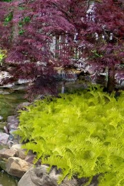 Golden Dragon Plum Yew (Cephalotaxus Harringtonia) - 7 Gallon Pot