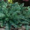 Creeping Japanese Plum Yew (Cephalotaxus Harringtonia 'Prostrata') - 6 Pack Of 2.5 Quart Pots -SHRUBS and BUSHES Shop cephalotaxus harringtonia prostrata creeping japanese yew 32