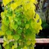 Golden Falls Weeping Redbud Tree - 5 Gallon Pot (4-5') -SHRUBS and BUSHES Shop cercis canadensis golden falls weeping redbud 3