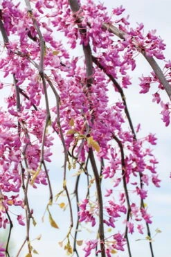 Golden Falls Weeping Redbud Tree - 5 Gallon Pot (4-5') -SHRUBS and BUSHES Shop cercis canadensis golden falls weeping redbud 4