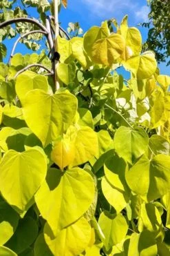 Golden Falls Weeping Redbud Tree - 5 Gallon Pot (4-5') -SHRUBS and BUSHES Shop cercis canadensis golden falls weeping redbud 5