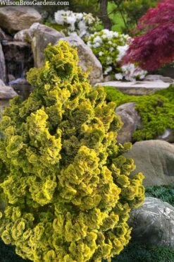 Golden Dwarf Hinoki Cypress - Chamaecyparis Obtusa 'Nana Lutea' - 1 Gallon Pot -SHRUBS and BUSHES Shop chamaecyparis obtusa nana lutea 100
