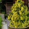 Golden Dwarf Hinoki Cypress - Chamaecyparis Obtusa 'Nana Lutea' - 1 Gallon Pot 2 Golden Dwarf Hinoki Cypress - Chamaecyparis Obtusa 'Nana Lutea' - 1 Gallon Pot -SHRUBS and BUSHES Shop chamaecyparis obtusa nana lutea 102