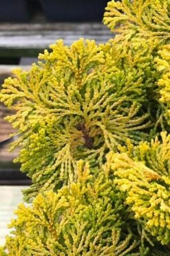 Golden Dwarf Hinoki Cypress - Chamaecyparis Obtusa 'Nana Lutea' - 1 Gallon Pot -SHRUBS and BUSHES Shop chamaecyparis obtusa nana lutea 103