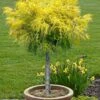 Dwarf Golden Threadleaf Cypress (Single Trunk Topiary Tree) - 6 Gallon Pot -SHRUBS and BUSHES Shop chamaecyparis pisifera filifera aurea nana dwarf golden sawara cypress tree 1