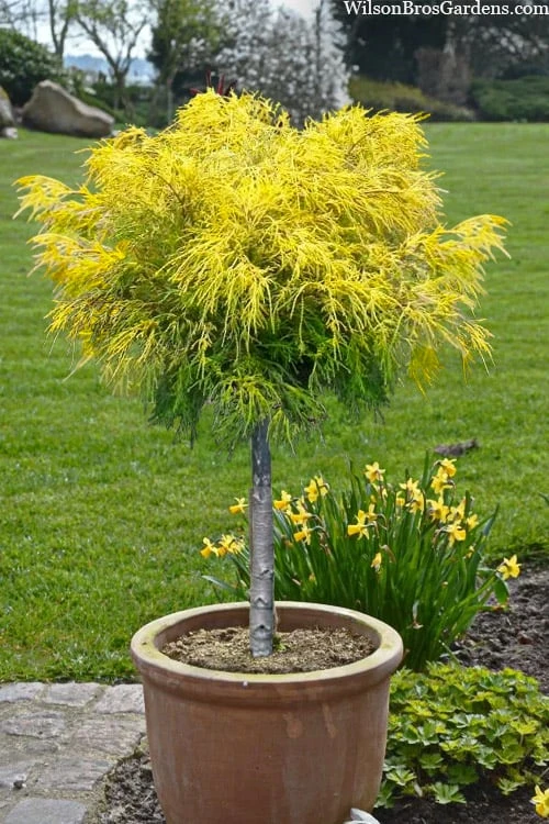 Dwarf Golden Threadleaf Cypress (Single Trunk Topiary Tree) - 6 Gallon Pot 3 Dwarf Golden Threadleaf Cypress (Single Trunk Topiary Tree) - 6 Gallon Pot