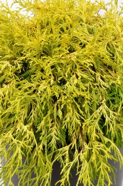 Gold Mop Threadleaf Cypress Tree (Standard Topiary) - 5 Gallon Pot -SHRUBS and BUSHES Shop chamaecyparis pisifera gold mop single trunk topiary tree 2