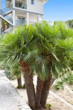 European Fan Palm - 7 Gallon Pot -SHRUBS and BUSHES Shop chamaerops humilis european fan palm 101