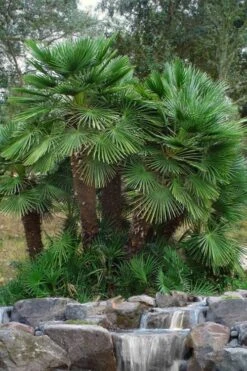 European Fan Palm - 7 Gallon Pot -SHRUBS and BUSHES Shop chamaerops humilis european fan palm 102