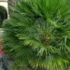 European Fan Palm - 7 Gallon Pot -SHRUBS and BUSHES Shop chamaerops humilis european fan palm 103