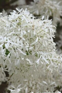 China Snow Chinese Fringe Tree (Chionanthus Retusus) - 7 Gallon Pot (6-7') -SHRUBS and BUSHES Shop chionanthus retusus china snow chinese fringe tree 1