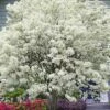 China Snow Chinese Fringe Tree (Chionanthus Retusus) - 7 Gallon Pot (6-7') 2 China Snow Chinese Fringe Tree (Chionanthus Retusus) - 7 Gallon Pot (6-7') -SHRUBS and BUSHES Shop chionanthus retusus china snow chinese fringe tree 4