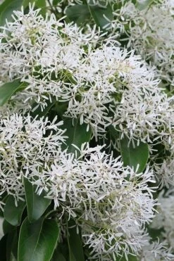 China Snow Chinese Fringe Tree (Chionanthus Retusus) - 7 Gallon Pot (6-7') -SHRUBS and BUSHES Shop chionanthus retusus china snow chinese fringe tree 5