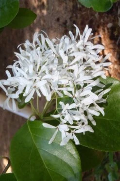 Tokyo Tower Chinese Fringe Tree (Chionanthus Retusus) - 7 Gallon Pot (6-7') 13 Tokyo Tower Chinese Fringe Tree (Chionanthus Retusus) - 7 Gallon Pot (6-7') -SHRUBS and BUSHES Shop chionanthus retusus tokyo tower chinese fringe tree 4