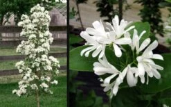 Tokyo Tower Chinese Fringe Tree (Chionanthus Retusus) - 7 Gallon Pot (6-7') 14 Tokyo Tower Chinese Fringe Tree (Chionanthus Retusus) - 7 Gallon Pot (6-7') -SHRUBS and BUSHES Shop chionanthus retusus tokyo tower chinese fringe tree 6