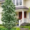Tokyo Tower Chinese Fringe Tree (Chionanthus Retusus) - 7 Gallon Pot (4-5') -SHRUBS and BUSHES Shop chionanthus retusus tokyo tower chinese fringe tree 7 1
