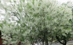 Grancy Graybeard - White Fringe Tree - 3 Gallon Pot -SHRUBS and BUSHES Shop chionanthus virginicus grancy greybeard multi stem tree 4