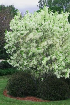 Grancy Graybeard - White Fringe Tree - 3 Gallon Pot -SHRUBS and BUSHES Shop chionanthus virginicus grancy greybeard multi stem tree 5
