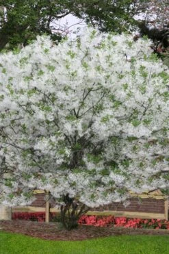 Grancy Graybeard - White Fringe Tree - 3 Gallon Pot -SHRUBS and BUSHES Shop chionanthus virginicus grancy greybeard multi stem tree 6