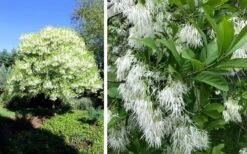 Grancy Graybeard - White Fringe Tree - 7 Gallon Pot (2-3') -SHRUBS and BUSHES Shop chionanthus virginicus grancy greybeard single stem tree 1