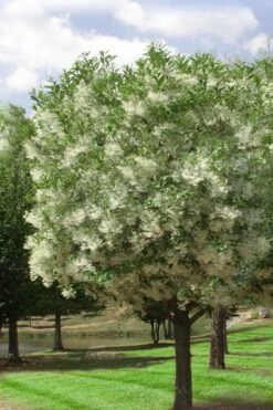 Grancy Graybeard - White Fringe Tree - 7 Gallon Pot (2-3') -SHRUBS and BUSHES Shop chionanthus virginicus grancy greybeard single stem tree 2