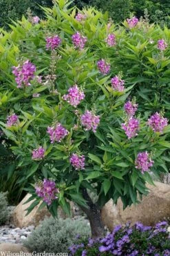 El Nino Desert Orchid (Chitalpa) - 3 Gallon Pot -SHRUBS and BUSHES Shop chitalpa el nino desert orchid 10