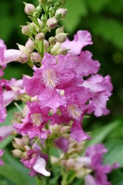 El Nino Desert Orchid (Chitalpa) - 3 Gallon Pot -SHRUBS and BUSHES Shop chitalpa el nino desert orchid 2