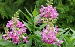 El Nino Desert Orchid (Chitalpa) - 3 Gallon Pot -SHRUBS and BUSHES Shop chitalpa el nino desert orchid 3