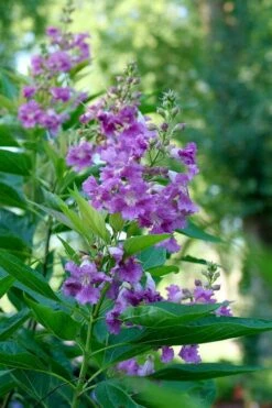 El Nino Desert Orchid (Chitalpa) - 3 Gallon Pot -SHRUBS and BUSHES Shop chitalpa el nino desert orchid 6