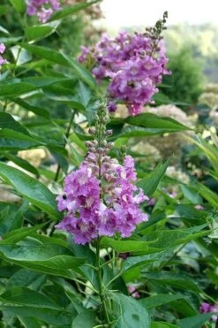 El Nino Desert Orchid (Chitalpa) - 3 Gallon Pot -SHRUBS and BUSHES Shop chitalpa el nino desert orchid 8