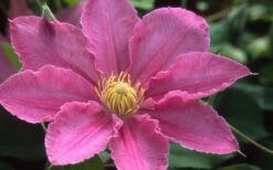 Abilene Clematis - 1 Gallon Pot -SHRUBS and BUSHES Shop clematis abilene 12