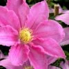 Abilene Clematis - 1 Gallon Pot 1 Abilene Clematis - 1 Gallon Pot -SHRUBS and BUSHES Shop clematis abilene 15