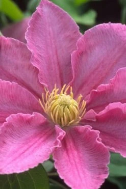 Abilene Clematis - 1 Gallon Pot -SHRUBS and BUSHES Shop clematis abilene 500x750 1