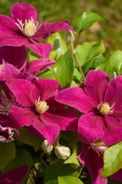 Acropolis Clematis - 1 Gallon Pot -SHRUBS and BUSHES Shop clematis acropolis 5