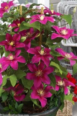 Acropolis Clematis - 1 Gallon Pot -SHRUBS and BUSHES Shop clematis acropolis 7